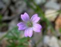 Geranium columbinum